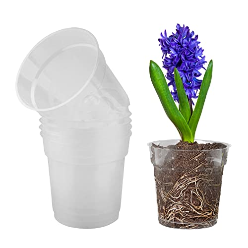 30 Le migliori recensioni di Vaso Trasparente Per Orchidee testate e qualificate con guida all’acquisto